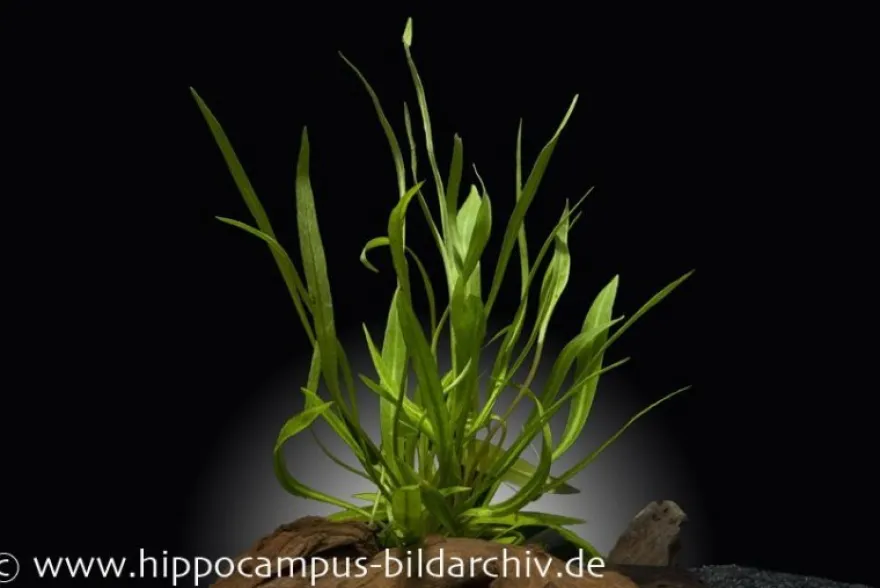 Breitblättrige Zwergschwertpflanze, Echinodorus latifolius/xingu, im Topf