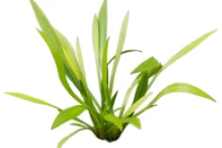 Breitblättrige Zwergschwertpflanze, Echinodorus latifolius/xingu, im Topf