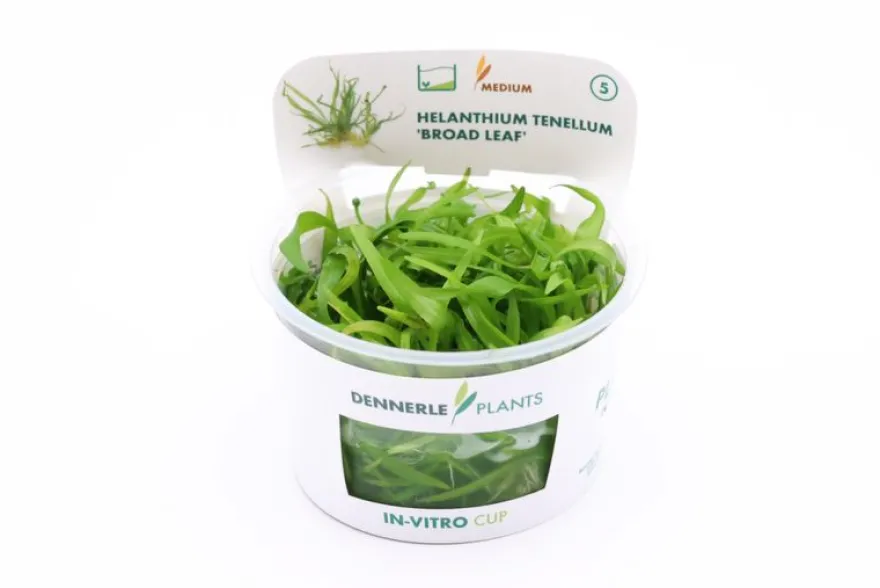 Breitblättrige Zwergschwertpflanze, Helanthium tenellum "Broad Leaf", In Vitro
