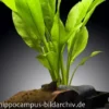 Breite Amazonaspflanze, Echinodorus bleheri, Bund