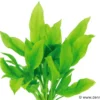 Breite Amazonaspflanze, Echinodorus bleheri, XL-Topf Mutterpflanze