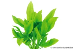 Breite Amazonaspflanze, Echinodorus bleheri, XL-Topf Mutterpflanze