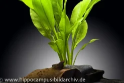Breite Amazonaspflanze, Echinodorus bleheri, XL-Topf Mutterpflanze