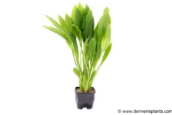 Breite Amazonaspflanze, Echinodorus bleheri, XL-Topf Mutterpflanze