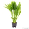 Breite Amazonaspflanze, Echinodorus bleheri, XL-Topf