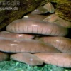 Breitkopf-Schwimmwühle, Typhlonectes natans