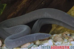 Breitkopf-Schwimmwühle, Typhlonectes natans