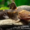 Breitmaul-Hummelwels "Peru", Batrochoglanis raninus "Peru"