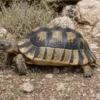 Breitrandschildkröte, Testudo marginata
