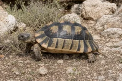 Breitrandschildkröte, Testudo marginata