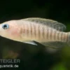 Breitstreifen-Schneckenbuntbarsch, Neolamprologus similis, 4-5 cm DNZ