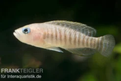 Breitstreifen-Schneckenbuntbarsch, Neolamprologus similis, 4-5 cm DNZ