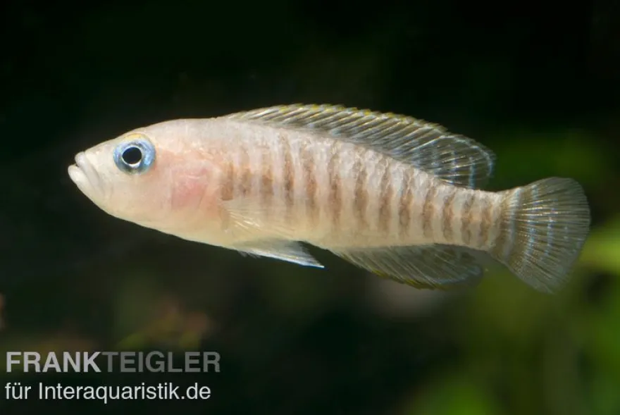 Breitstreifen-Schneckenbuntbarsch, Neolamprologus similis, 4-5 cm DNZ
