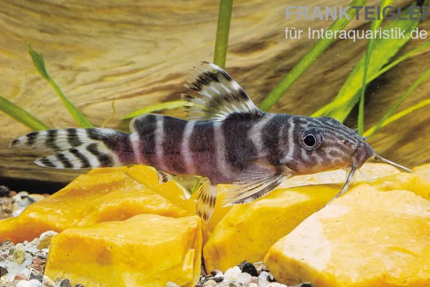 Brichards Fiederbartwels, Synodontis brichardi, 10-12 cm