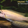 Brichards Schlankcichlide, Chalinochromis brichardi