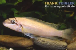 Brichards Schlankcichlide, Chalinochromis brichardi