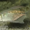 Brillantsalmler, Moenkhausia pittieri, 2-3 cm NZ