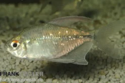 Brillantsalmler, Moenkhausia pittieri, 2-3 cm NZ