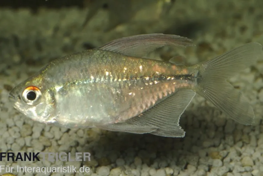 Brillantsalmler, Moenkhausia pittieri, 2-3 cm NZ