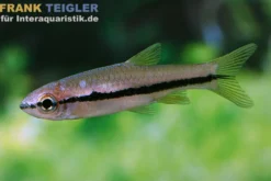 Brilliantrasbora, Rasbora einthovenii