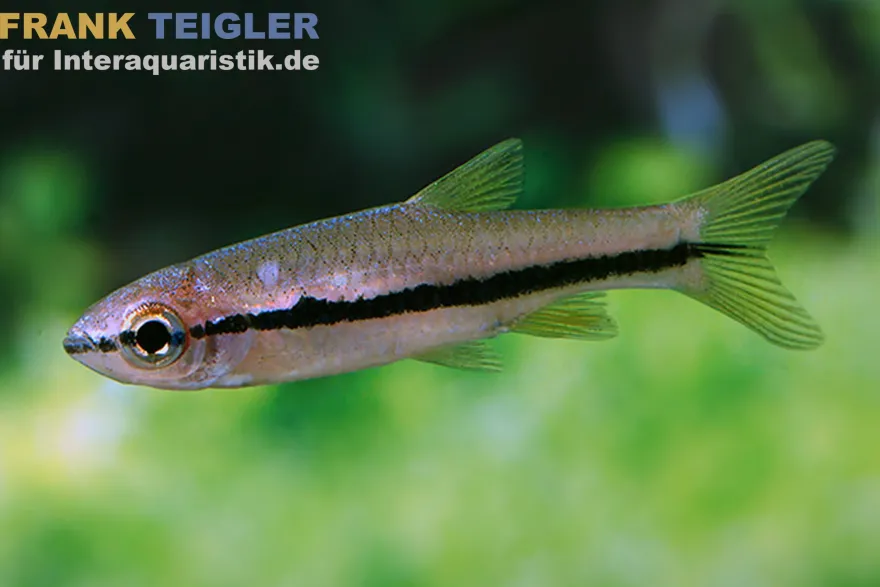 Brilliantrasbora, Rasbora einthovenii
