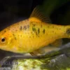 Brokatbarbe, Barbodes semifasciolatus sachsi, DNZ