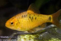 Brokatbarbe, Barbodes semifasciolatus sachsi, DNZ