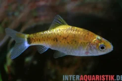 Brokatbarbe Neon Yellow, Barbodes schuberti Neon Yellow