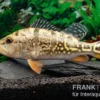 Brokopondo Peacock Bass, Cichla cf. ocellaris brokopondo