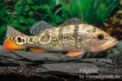 Brokopondo Peacock Bass, Cichla cf. ocellaris brokopondo