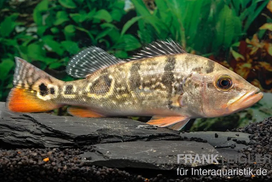 Brokopondo Peacock Bass, Cichla cf. ocellaris brokopondo