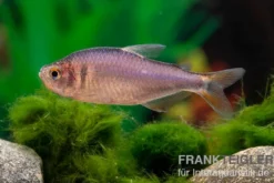 Brombeersalmler, Hyphessobrycon wadai