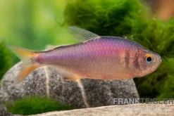 Brombeersalmler, Hyphessobrycon wadai