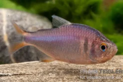 Brombeersalmler, Hyphessobrycon wadai