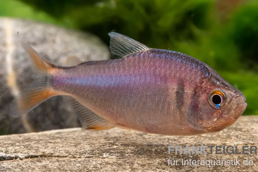 Brombeersalmler, Hyphessobrycon wadai