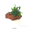 Bucephalandra auf Stein, Bucephalandra spec., auf Stein, ca. 10x7x7 cm