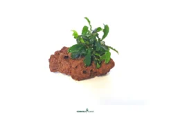 Bucephalandra auf Stein, Bucephalandra spec., auf Stein, ca. 10x7x7 cm