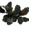 Bucephalandra brownie "Ghost Ulu Kapus", im Topf