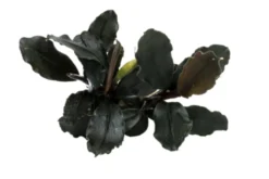 Bucephalandra brownie "Ghost Ulu Kapus", im Topf