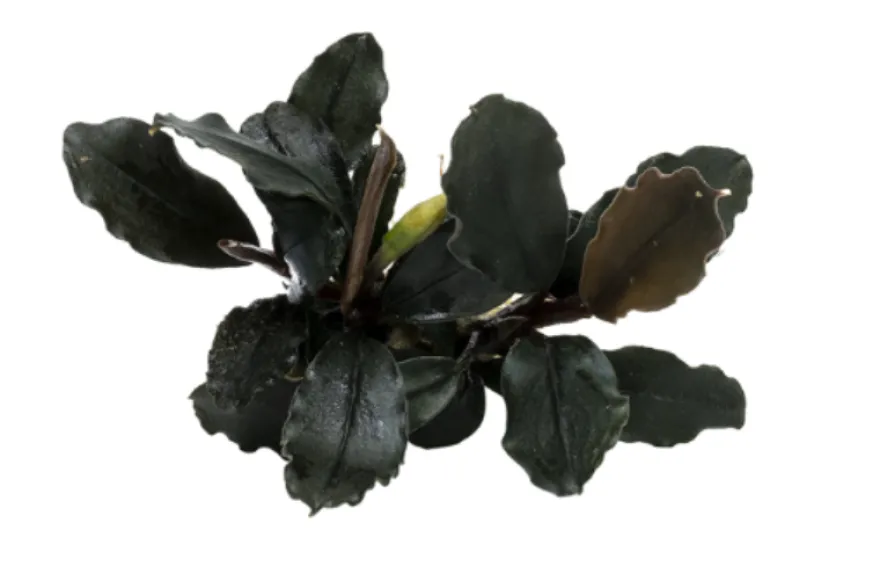 Bucephalandra brownie "Ghost Ulu Kapus", im Topf