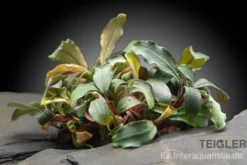 Bucephalandra brownie "Ghost Ulu Kapus", im Topf