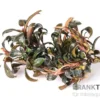 Bucephalandra brownie "Ghost", In Vitro