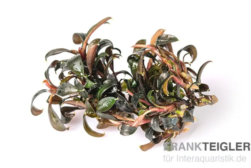 Bucephalandra brownie "Ghost", In Vitro
