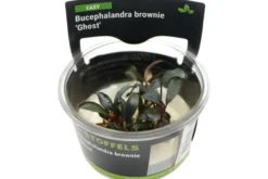 Bucephalandra brownie "Ghost", In Vitro