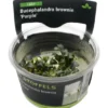 Bucephalandra brownie "Purple", In Vitro