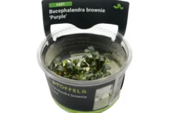 Bucephalandra brownie "Purple", In Vitro