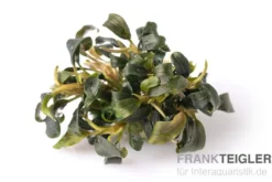 Bucephalandra brownie "Purple", In Vitro