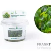 Bucephalandra "Needle Leaf", Bucephalandra micrantha "Needle Leaf" In-Vitro