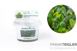 Bucephalandra "Needle Leaf", Bucephalandra micrantha "Needle Leaf" In-Vitro