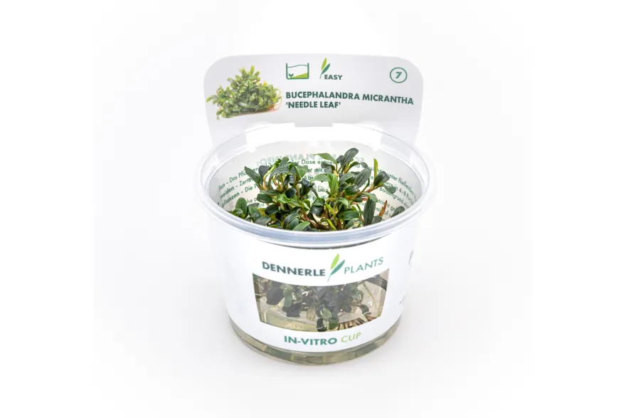 Bucephalandra "Needle Leaf", Bucephalandra micrantha "Needle Leaf" In-Vitro